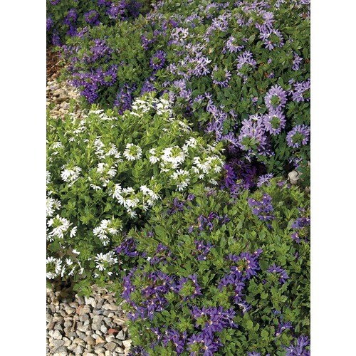 1.5Gallon Lavender Scaevola in Hanging Basket (L16686) in the Annuals