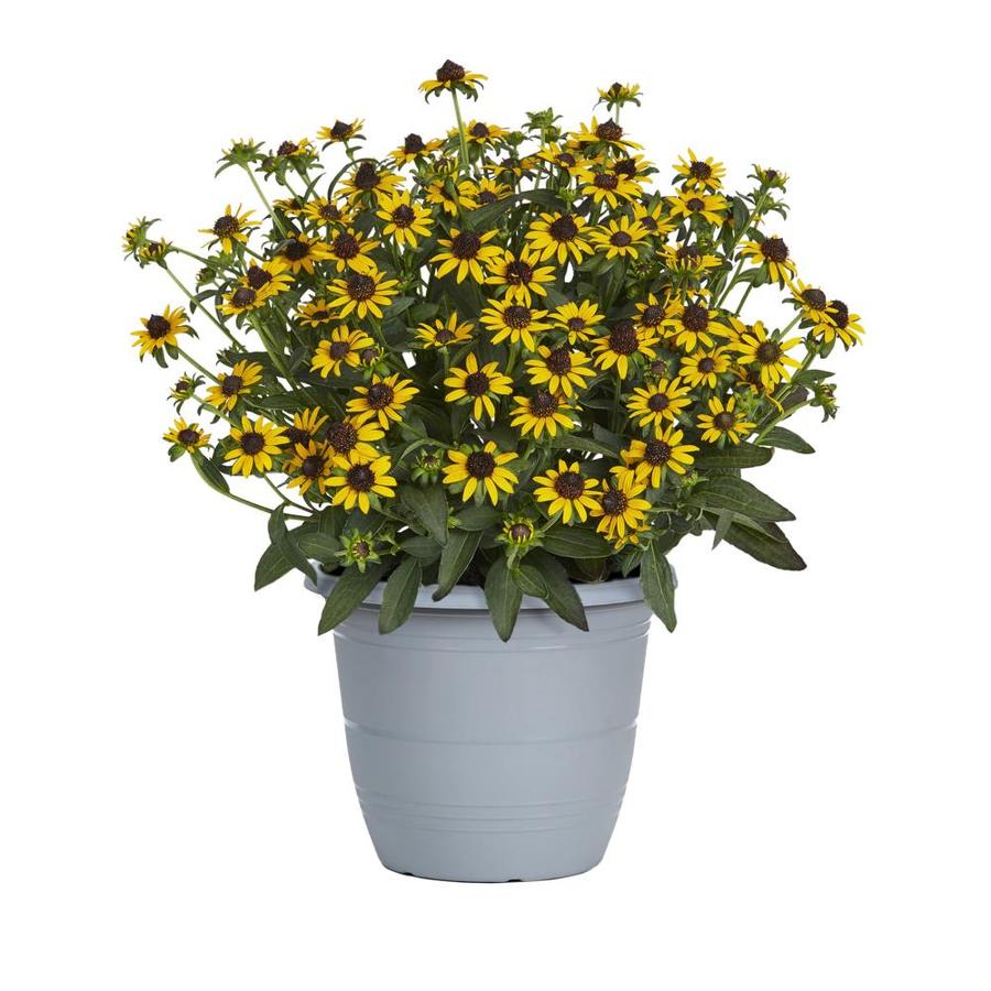 1.75Gallon Potted Black Eyed Susan (L5336) at