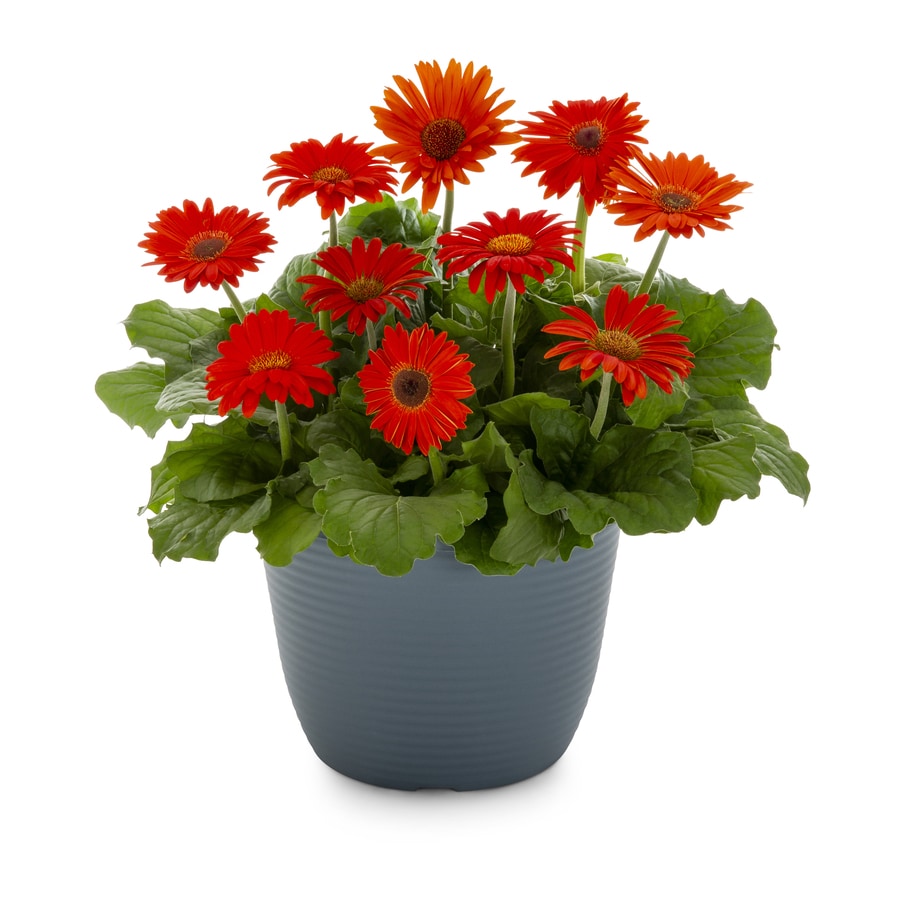 1-Gallon Multicolor Gerbera Daisy in Pot (L3114) at Lowes.com