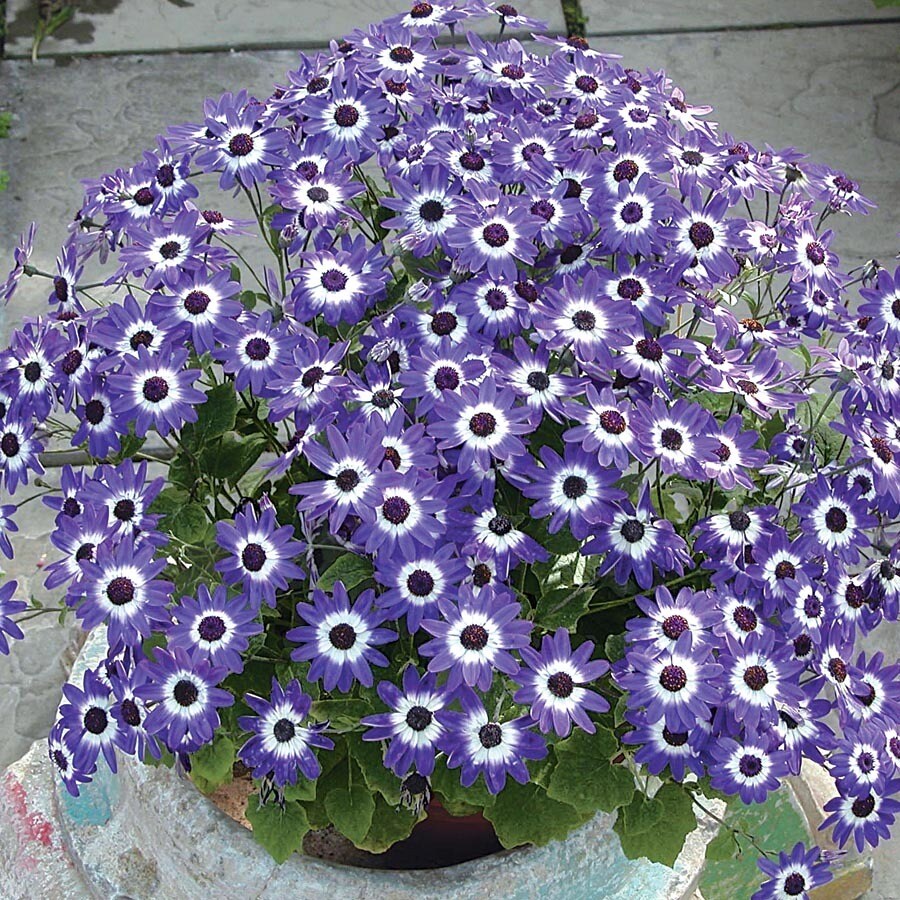 1.5-Gallon Multicolor Senetti Pericallis in Planter (L21175) in the ...