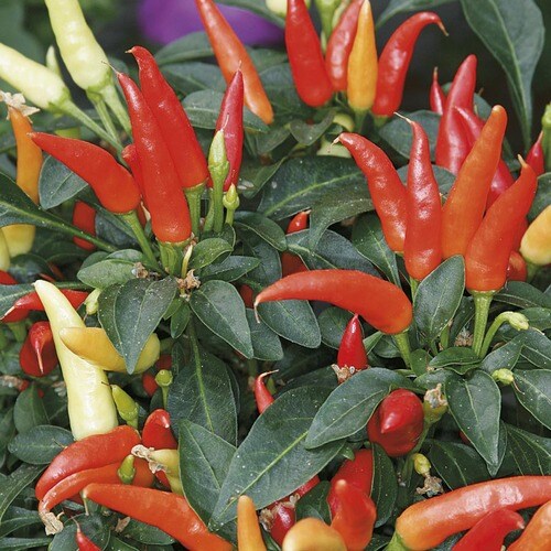 1 Pint Multicolor Ornamental Pepper In Pot L9728 At Lowes Com