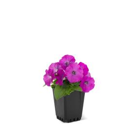 1-Pint Multicolor Petunia in Pot (L17355)