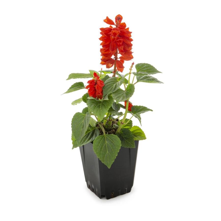 1-Pint Multicolor Salvia in Pot (L17608) at Lowes.com