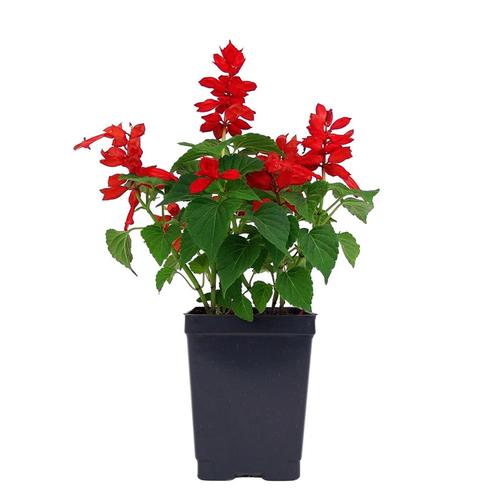 1Pint Multicolor Salvia in Pot (L17608) in the Annuals department at