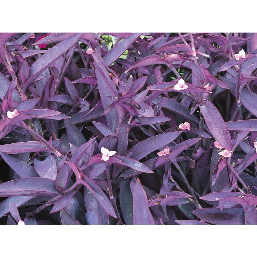 2.5Quart Pink Purple Queen in (L9175) at