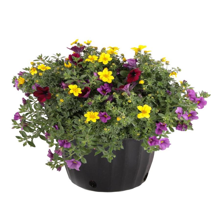 Ready Refill 1.5-Gallon Multicolor Mixed Annuals Combinations in Pot at ...