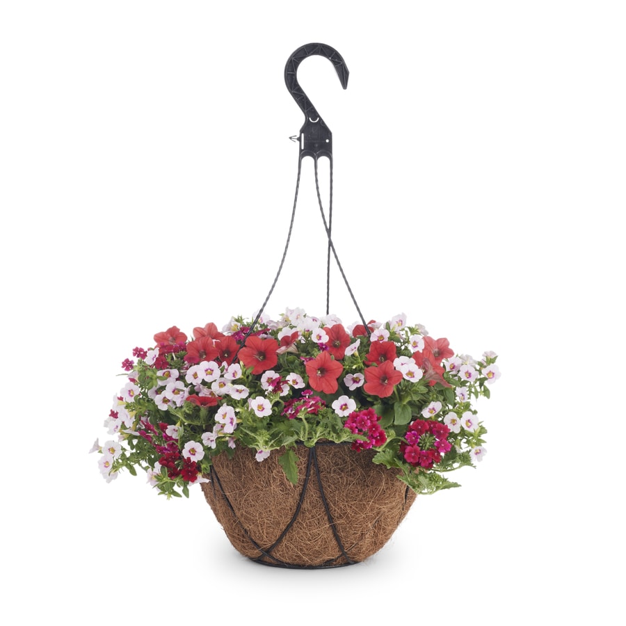 2-Gallon Multicolor Mixed Annuals Combinations in Hanging Basket at ...