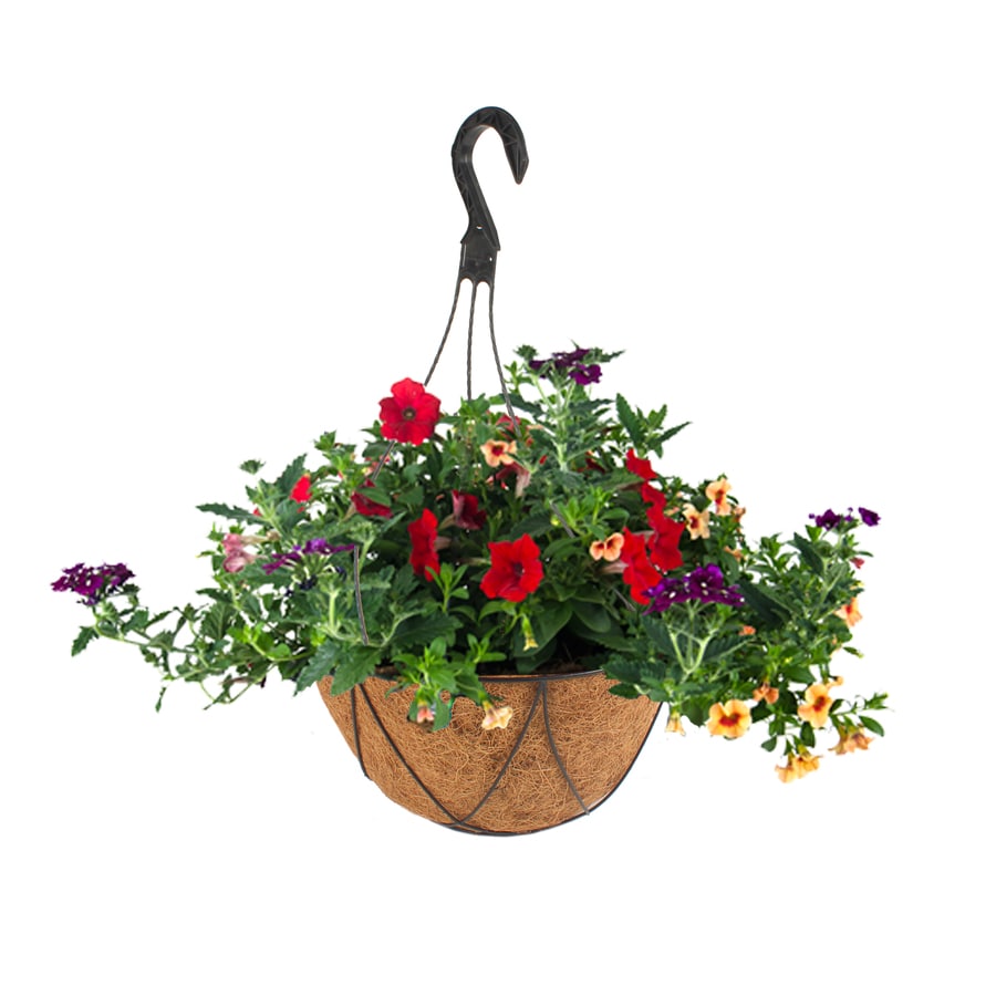 2 Gallon Multicolor Mixed Annuals Combinations In Hanging Basket At   024719423509 