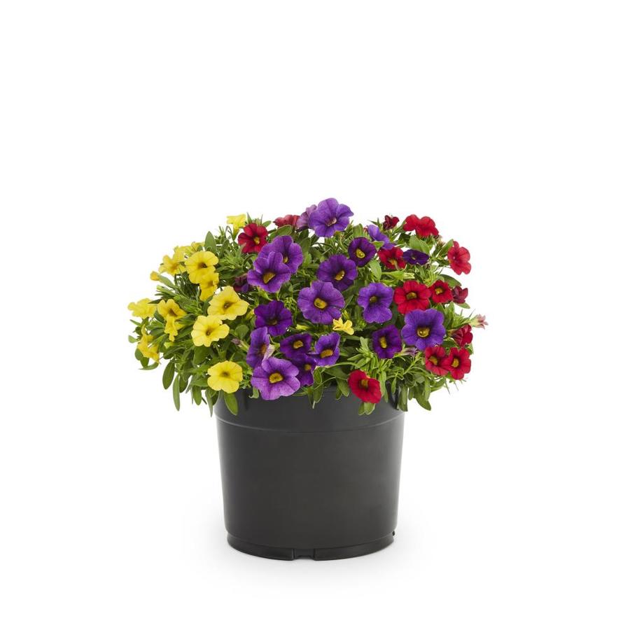 2-Gallon Multicolor Mixed Annuals Combinations in Hanging Basket in the ...