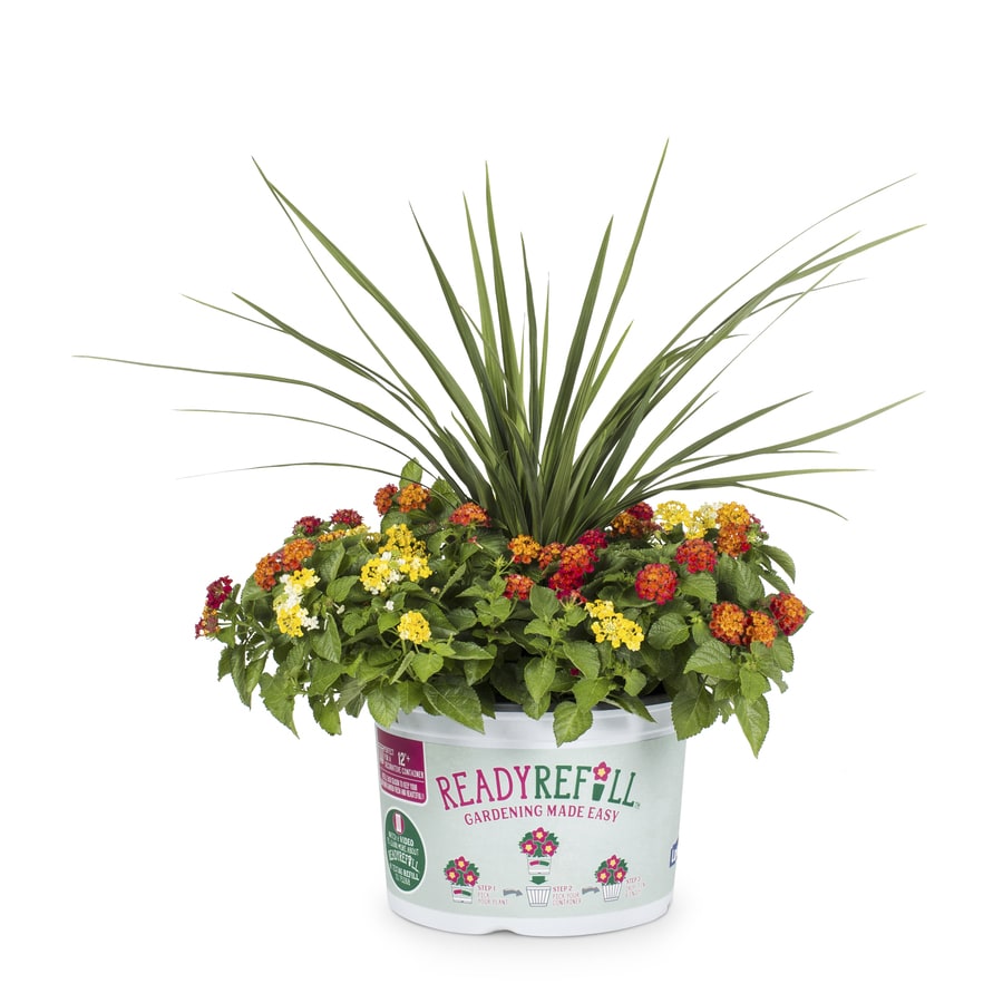 Ready Refill 2.88-Gallon Multicolor Mixed Annuals Combinations in Pot