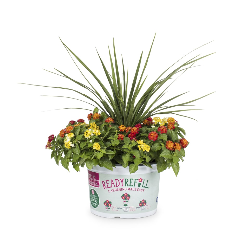 Ready Refill Plants, Bulbs & Seeds at