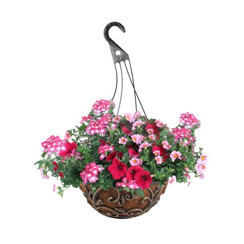 3-Gallon Multicolor Mixed Annuals Combinations in Hanging Basket at ...