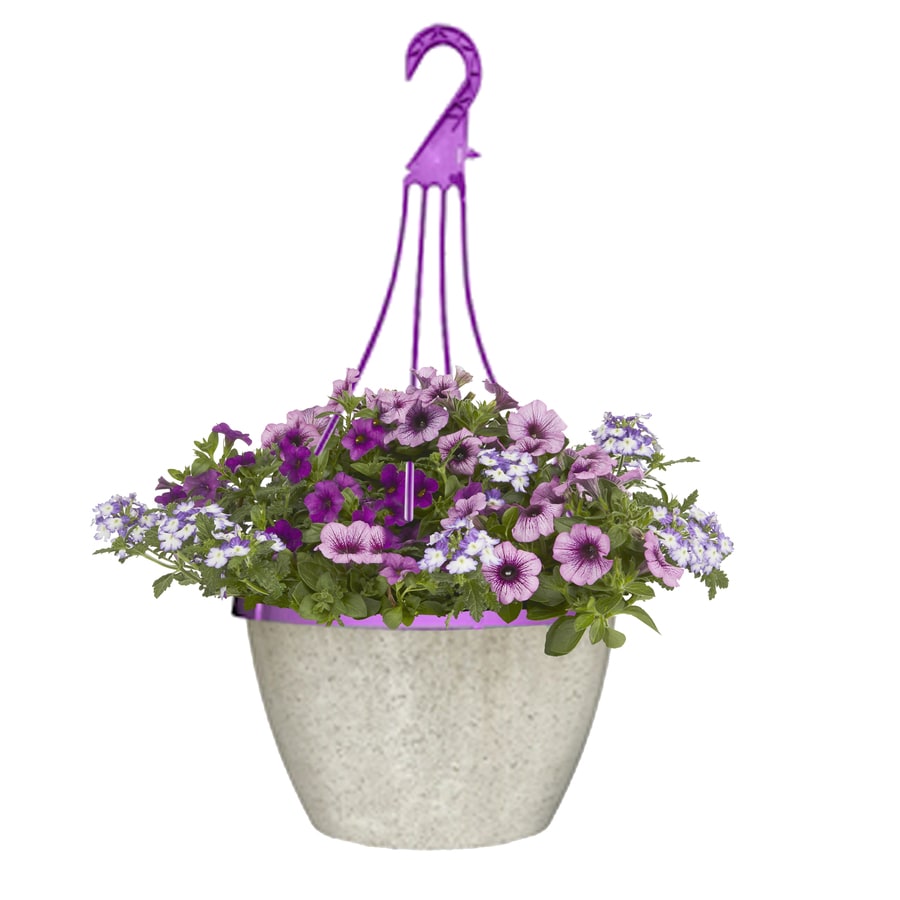 2-Gallon Multicolor Mixed Annuals Combinations in Hanging ...