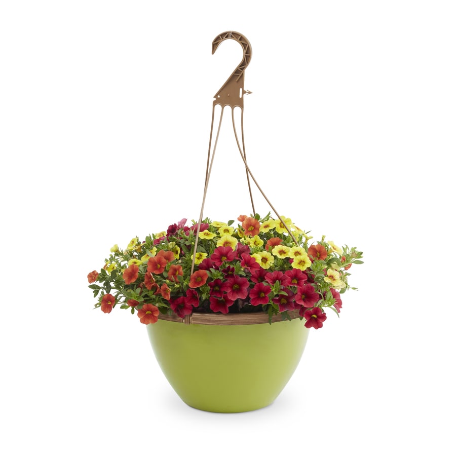 2-gallon Multicolor Mixed Annuals Combinations In Hanging Basket At 