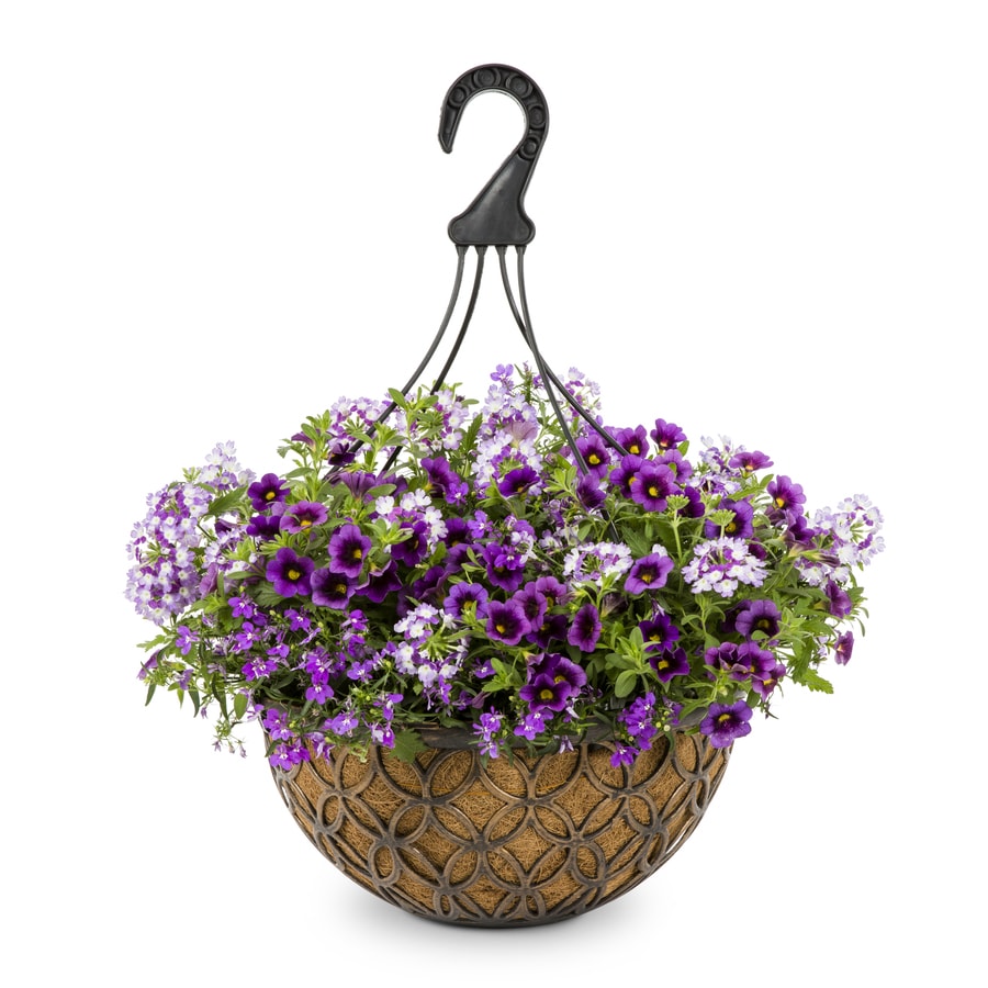 Proven Winners 3-Gallon Multicolor Mixed Annuals Combinations in ...