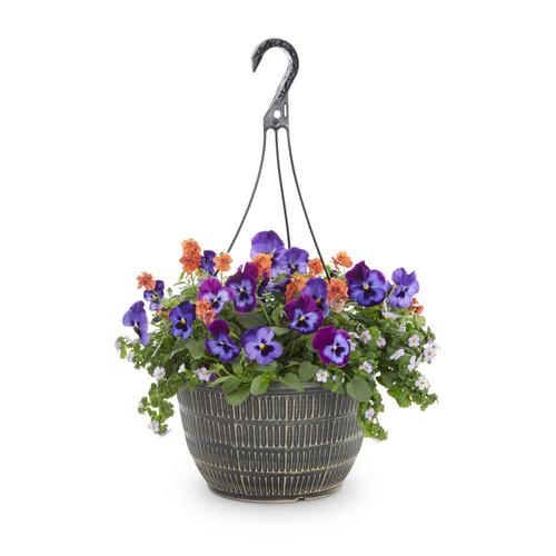 2-Gallon Multicolor Mixed Annuals Combinations in Hanging Basket at ...