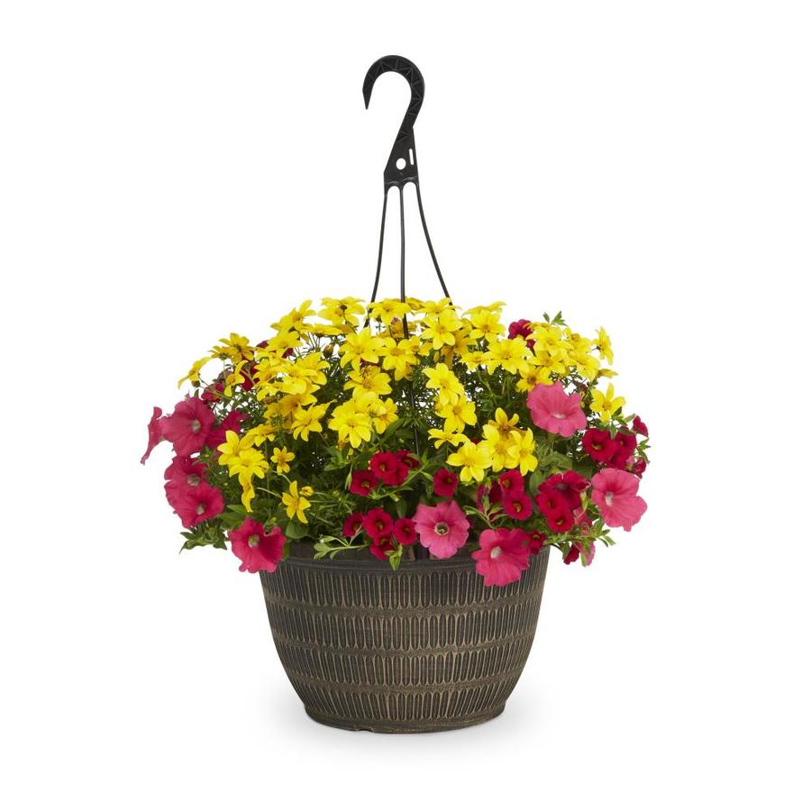 2-Gallon Multicolor Mixed Annuals Combinations in Hanging Basket at ...