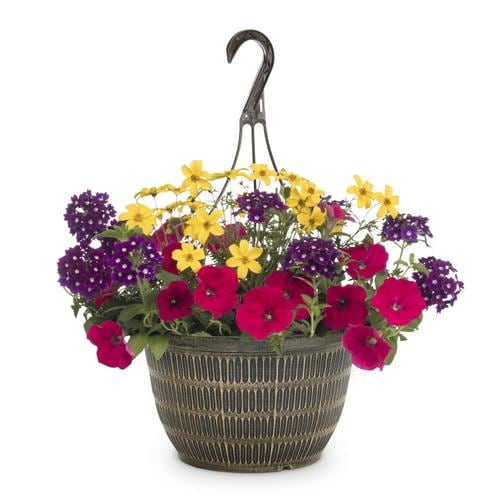 2-Gallon Multicolor Mixed Annuals Combinations in Hanging Basket in the ...