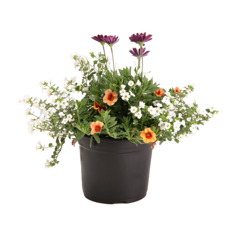 3-Quart Multicolor Mixed Annuals Combinations in Pot