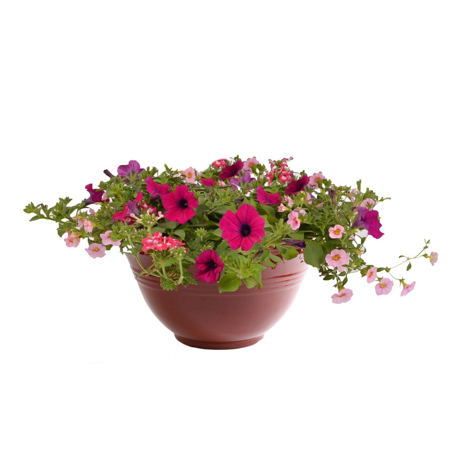 4-Gallon Multicolor Mixed Annuals Combinations in Planter at Lowes.com