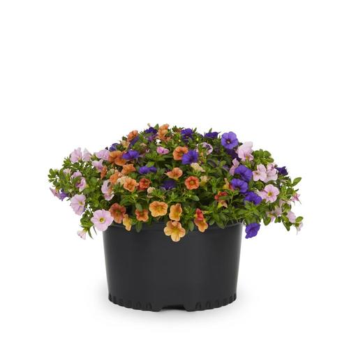 1.5-Gallon Multicolor Mixed Annuals Combinations in Pot in the Annuals ...