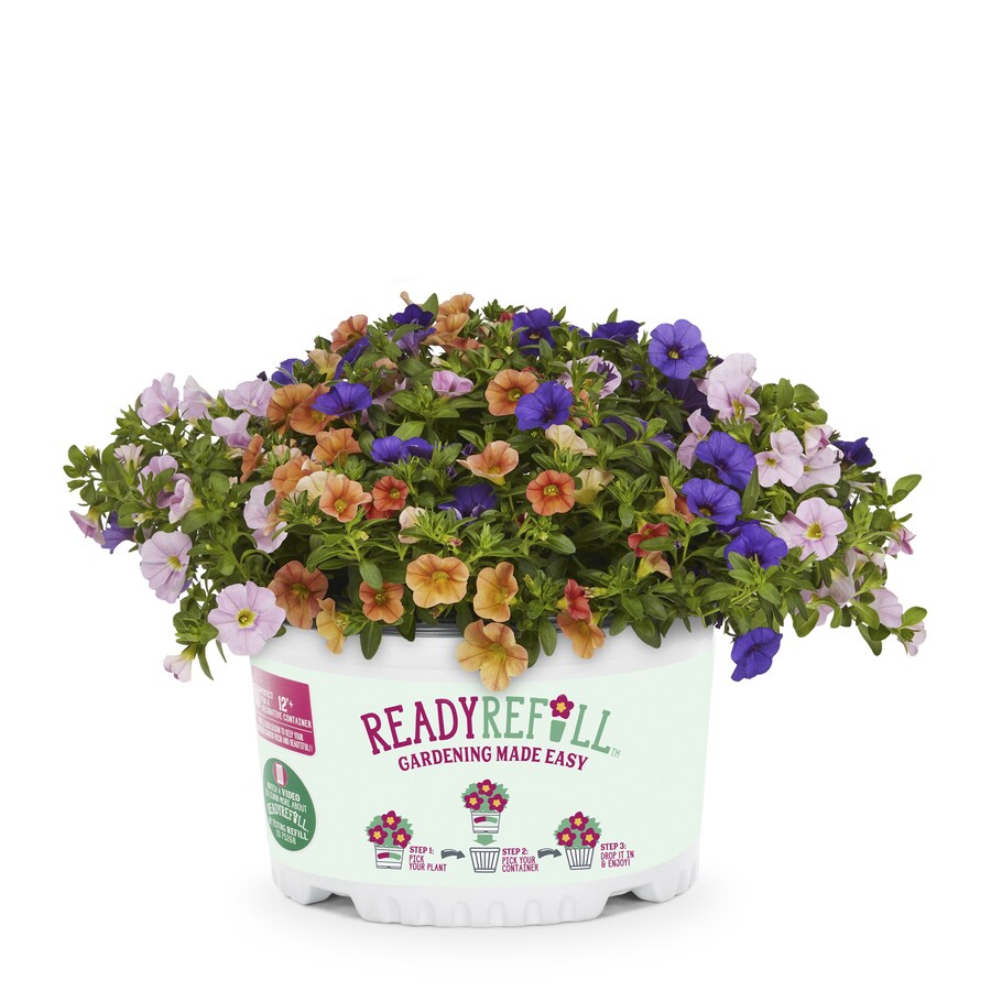 Ready Refill Annuals at