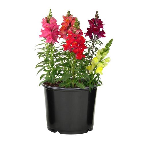 1Quart Multicolor Snapdragon in Pot (L3278) in the Annuals department at