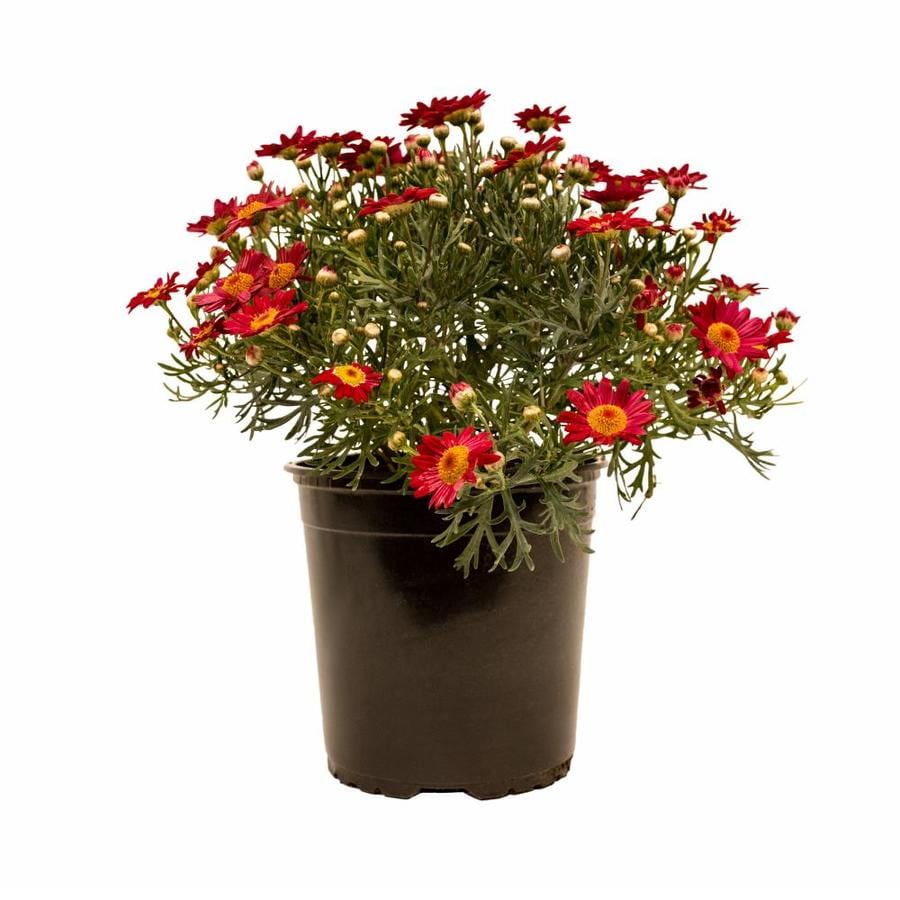 Monrovia 1-Quart Red Marguerite Daisy in Pot