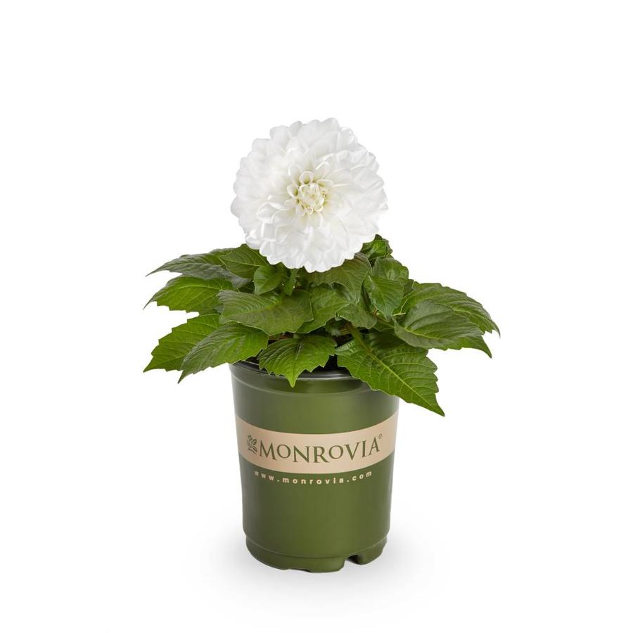 Monrovia 1 Quart White Dahlia In Pot L3480 At Lowes
