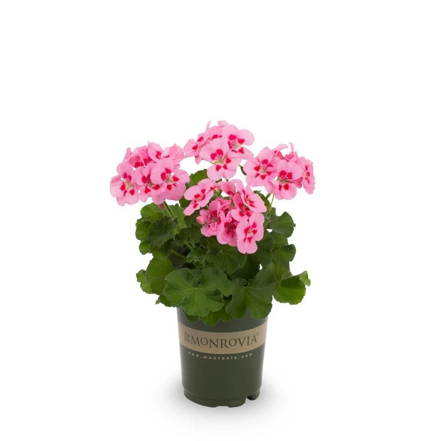 Monrovia 1-quart Pink Geranium In Pot (l5450) At Lowes.com