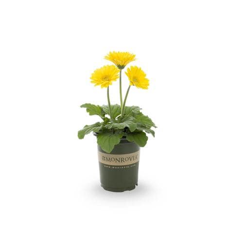 Monrovia 1Quart Yellow Gerbera Daisy in Pot (L3114) in the Annuals
