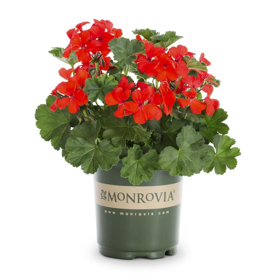 Monrovia 2.5-Quart Orange Geranium in Pot (L5450) at Lowes.com