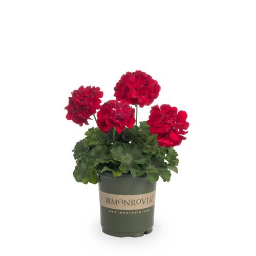 Monrovia 2.5Quart Red Geranium in Pot (L5450) at