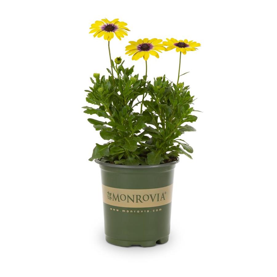 Monrovia 2.5Quart Yellow African Daisy in Pot (L11796) at