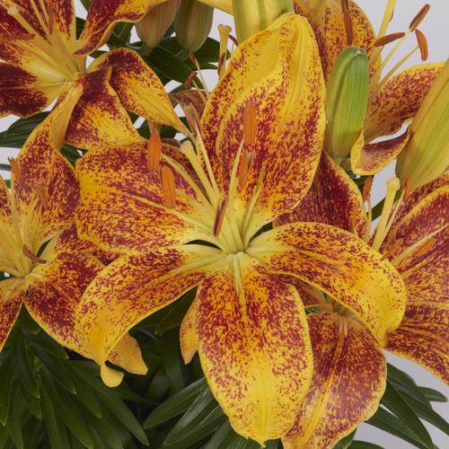 Monrovia 2.5Quart in Pot Asiatic Lily (Lw01857) in the Perennials