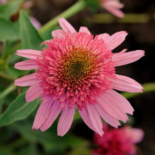 Monrovia 1-Gallon in Pot Coneflower Double Scoop Bubble Gum (L25158) in