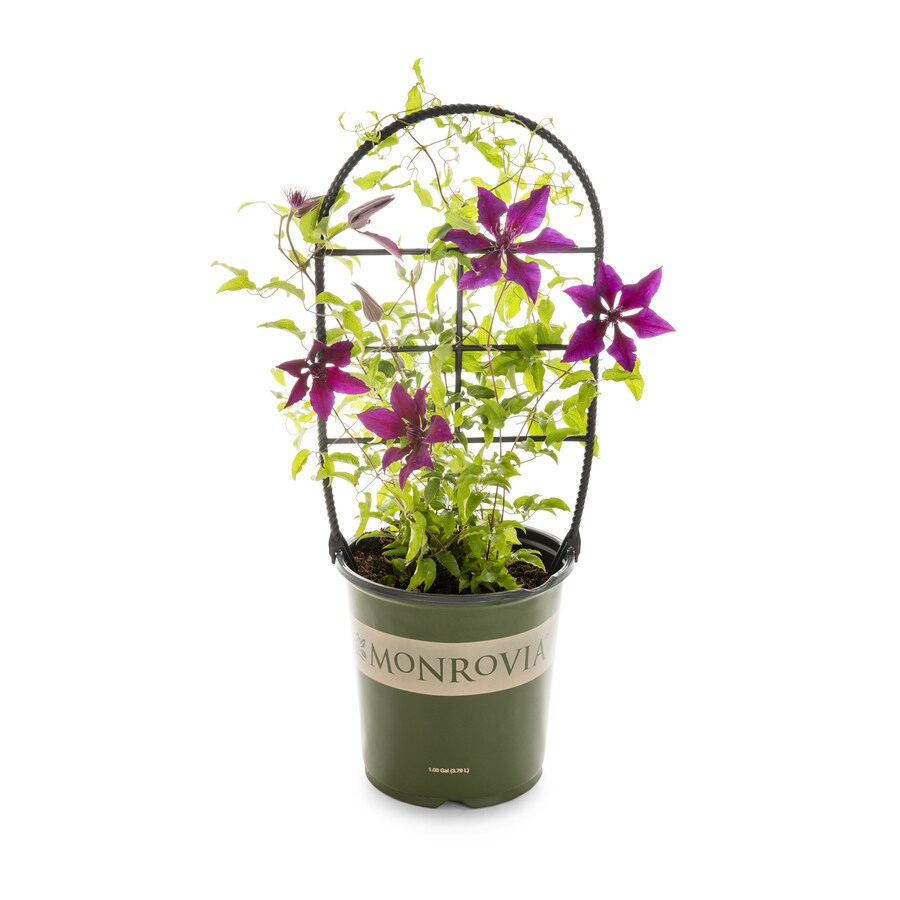 Monrovia Plants & Planters at