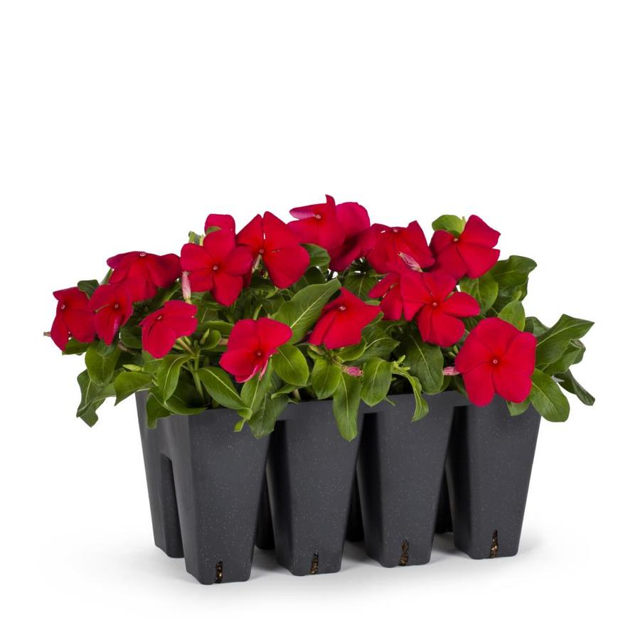 8-Pack Multicolor Vinca in Tray in the Annuals department at Lowes.com