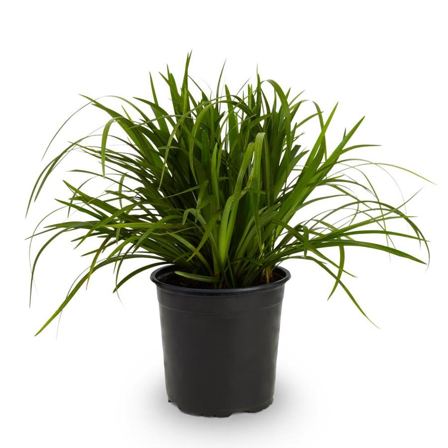 2.5-Qt Green Liriope Perennial Plant 3-Pack in the Perennials ...