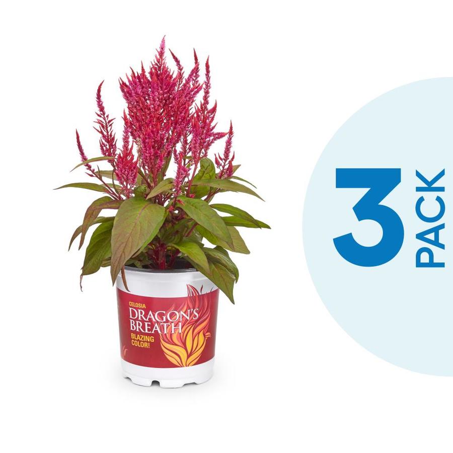 2 5 Qt Red Dragons Breath Celosia Annual Plant 3 Pack In The Annuals Department At Lowes Com