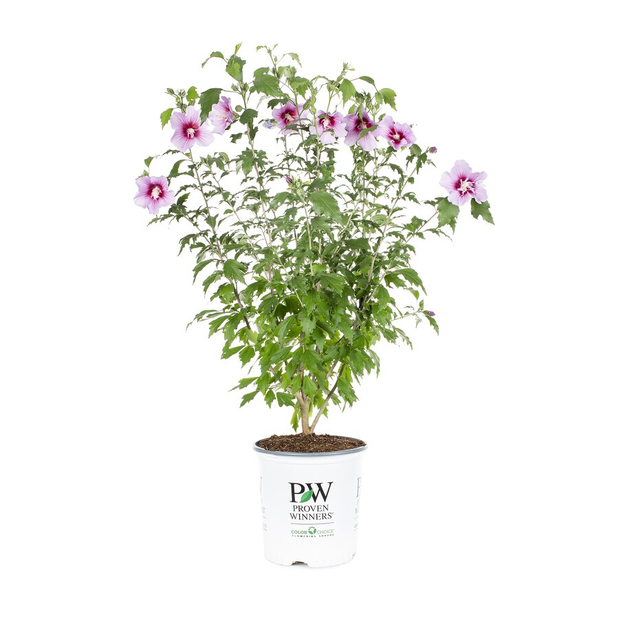 Proven Winners 2Gallon Potted Hibiscus at