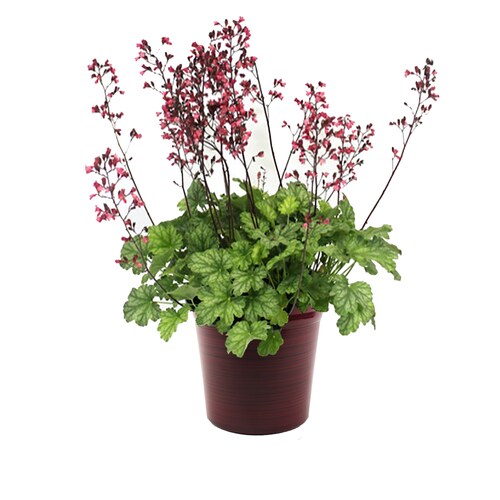 2.5Quart Multicolor Coral Bells in Pot in the Annuals department at