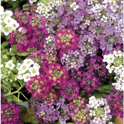 1-Pint Multicolor Alyssum in Pot (L15021) in the Annuals department at ...