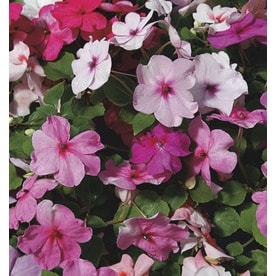 1-Pint Multicolor Impatiens in Pot (L6587)