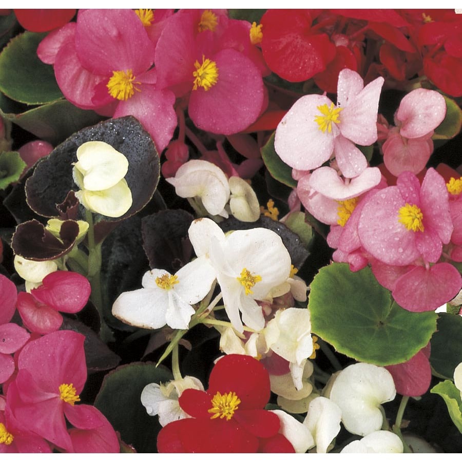 9-Pack Multicolor Begonia (L6589) at Lowes.com