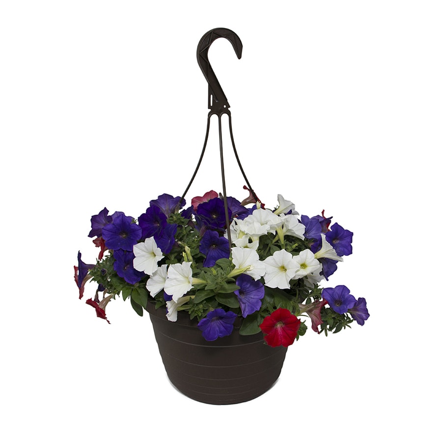 1.5-gallon Multicolor Mixed Annuals Combinations In Hanging Basket At 