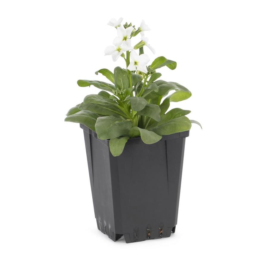 1-Pint Multicolor Stock in Pot (L14919) at Lowes.com