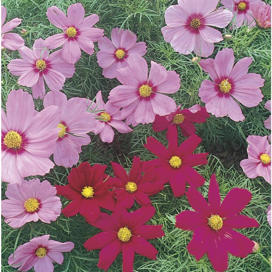 Cosmos Perennials at