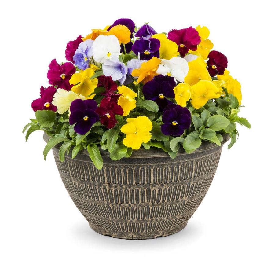 2Gallon Multicolor Pansy in Planter (L5048) in the Annuals department