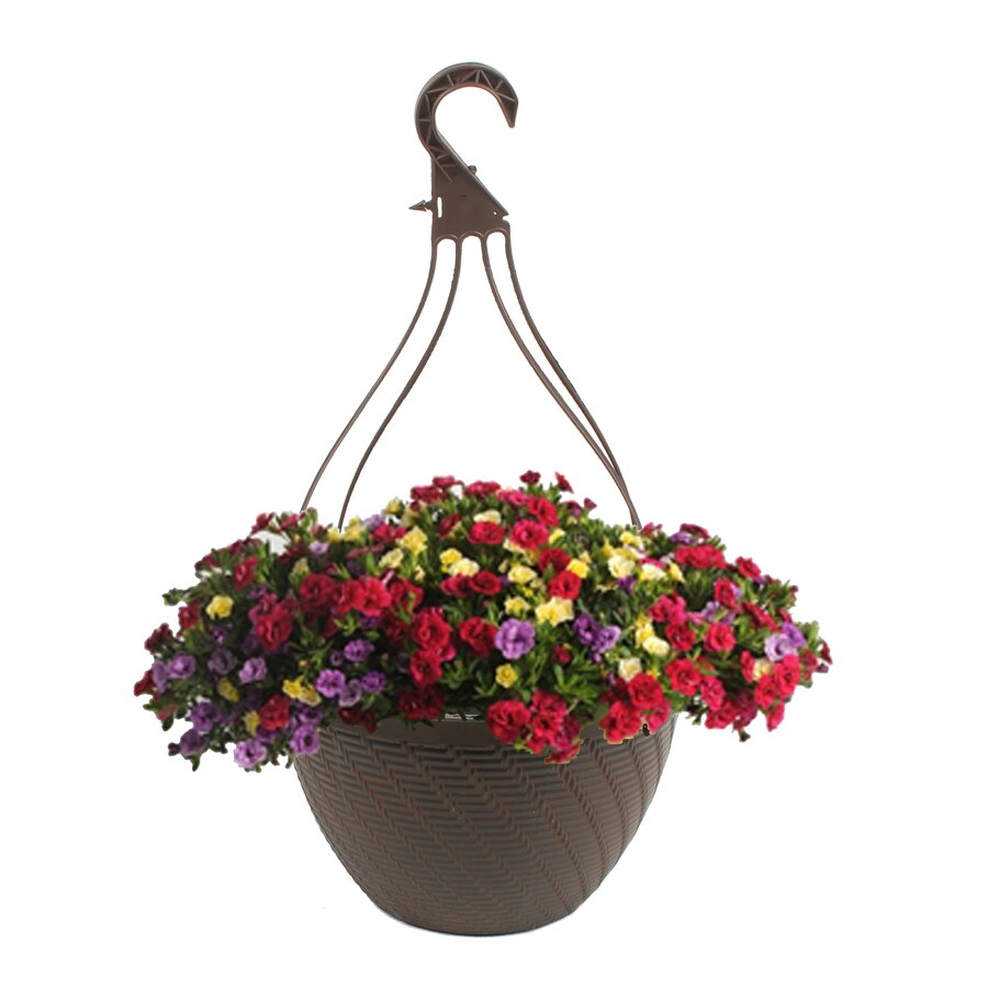 2 Gallon Multicolor Combo In Hanging Basket At Lowes Com   028289125252 